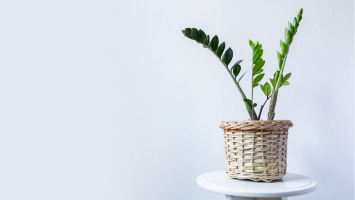 ZZ Plant Feng Shui: How To Make The Best Out Of It