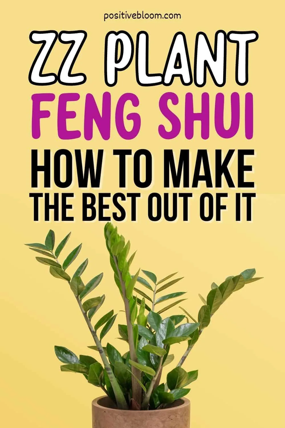 ZZ Plant Feng Shui How To Make The Best Out Of It Pinterest