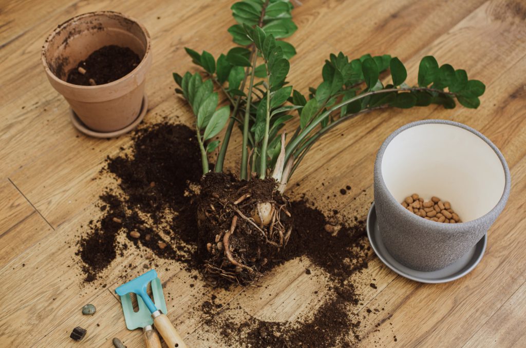 What A ZZ Plant Bulb Is And The Best Ways To Use It