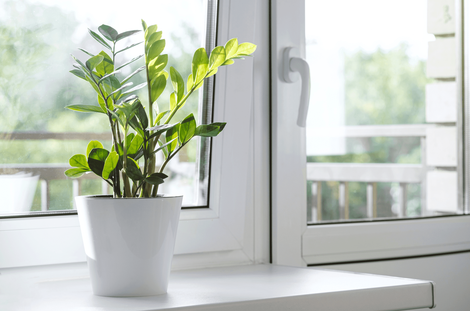 zz plant by a window