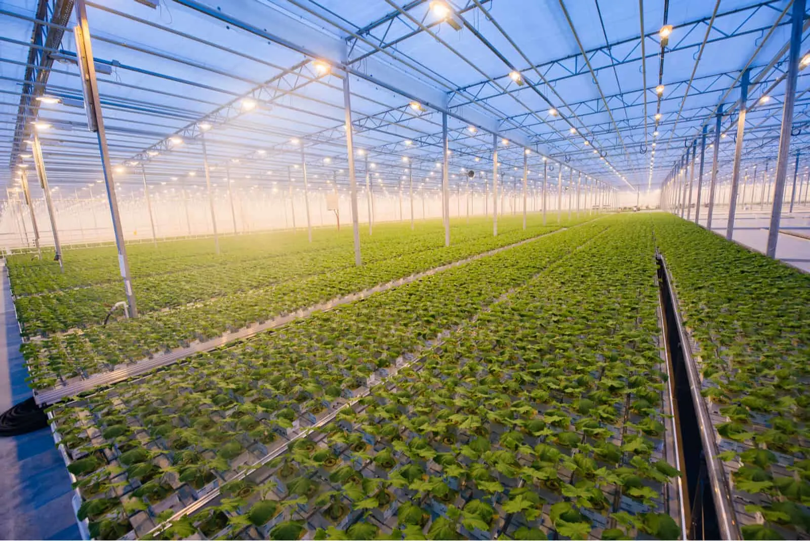 a large greenhouse planted with vegetables