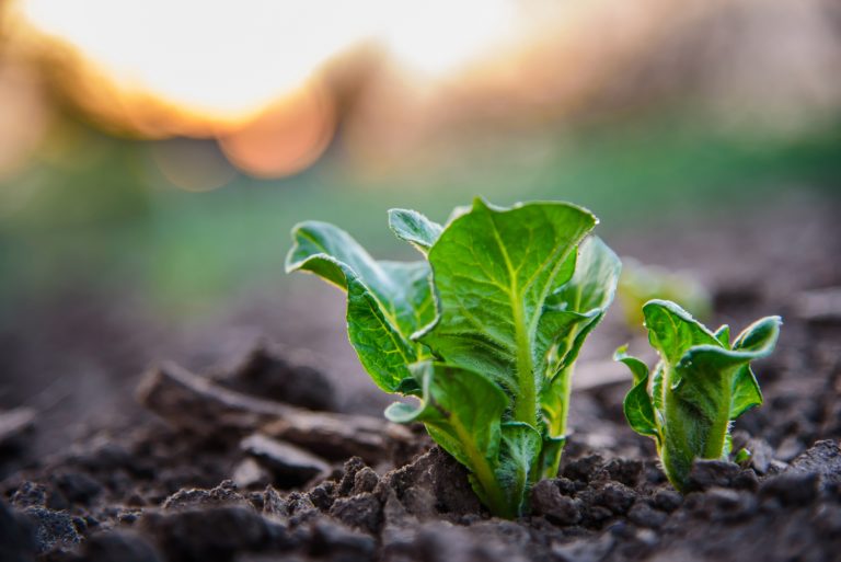 What Are The Potato Growing Stages? All The Answers And More