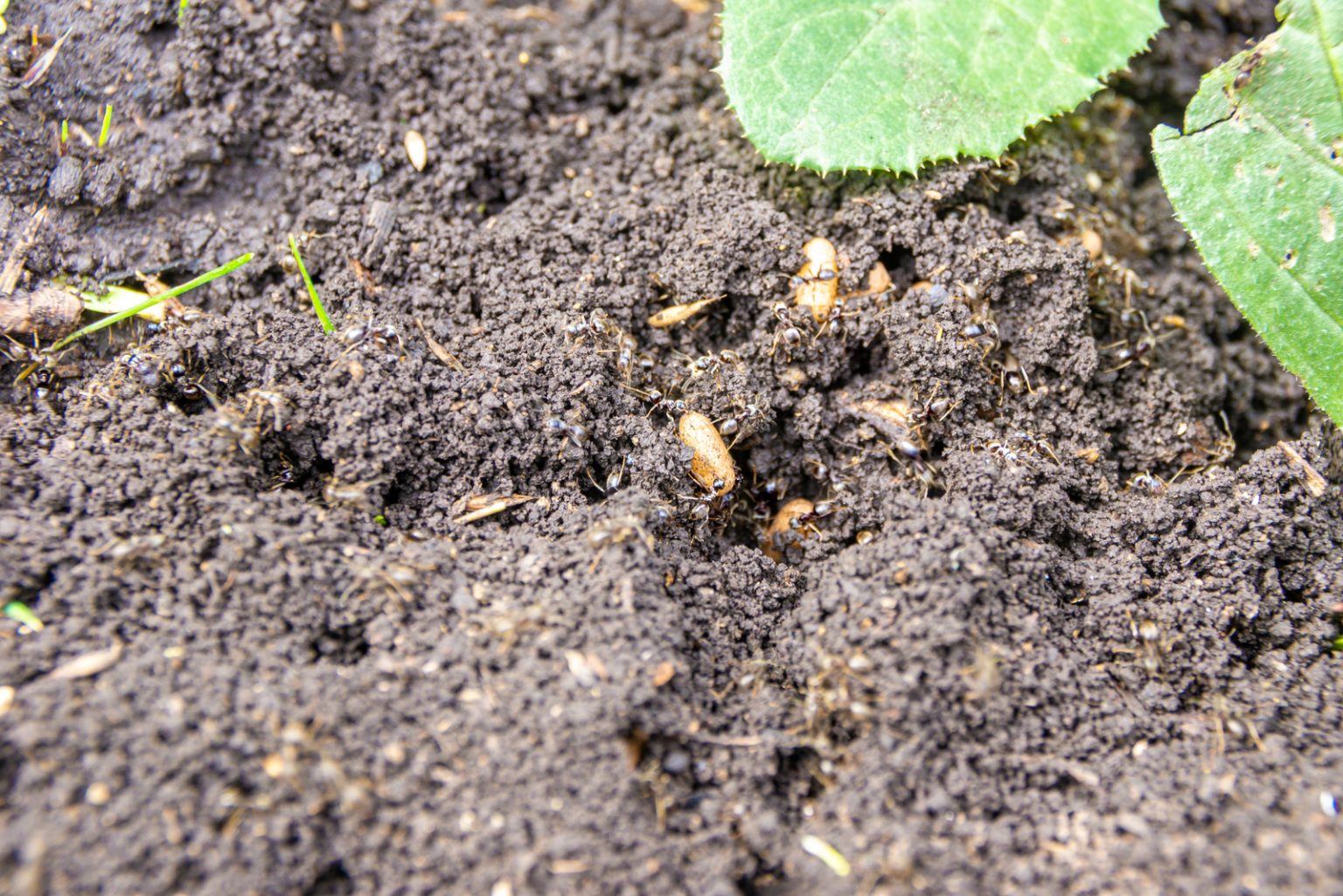 Ants On Pepper Plants Is It A Good Or A Bad Sign?