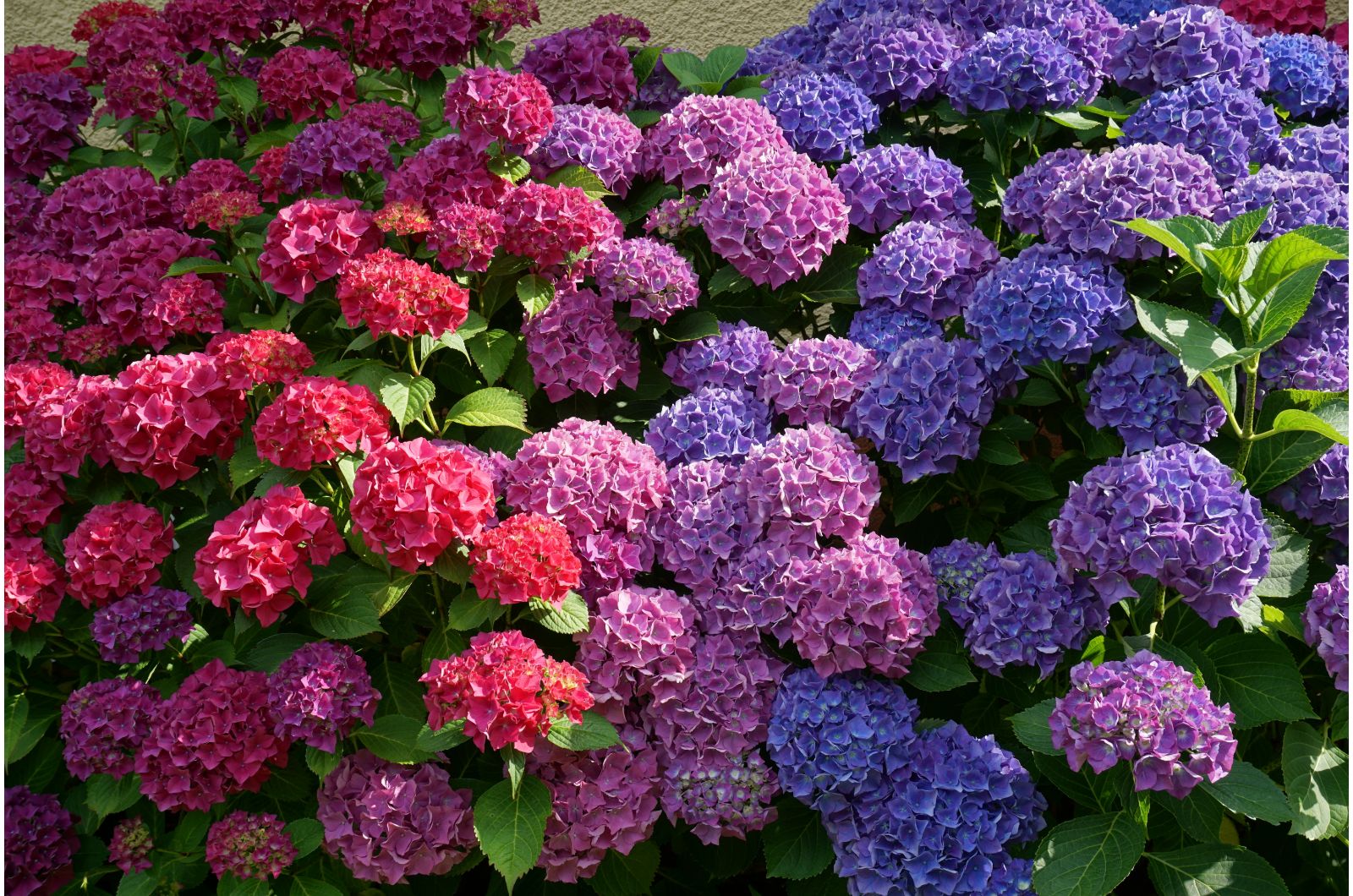 colorful hydrangeas