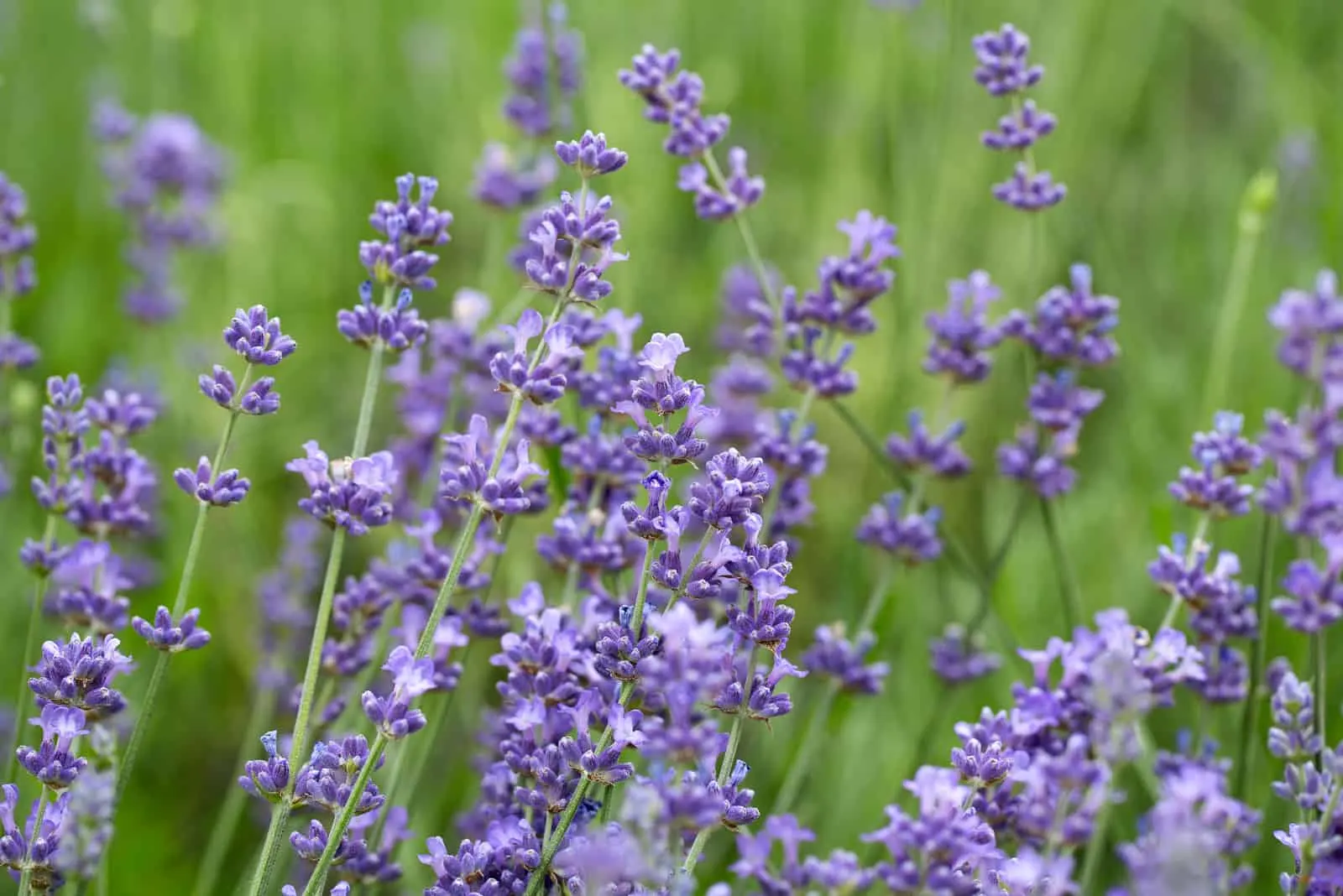 beautiful lavender flowers