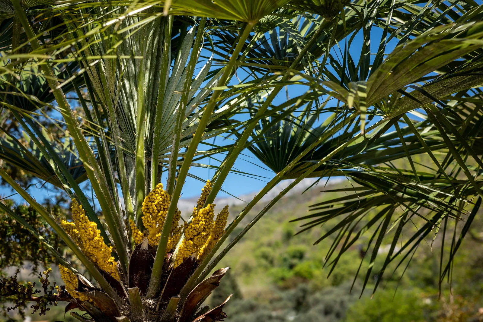 Beautiful Palm Flowers .webp