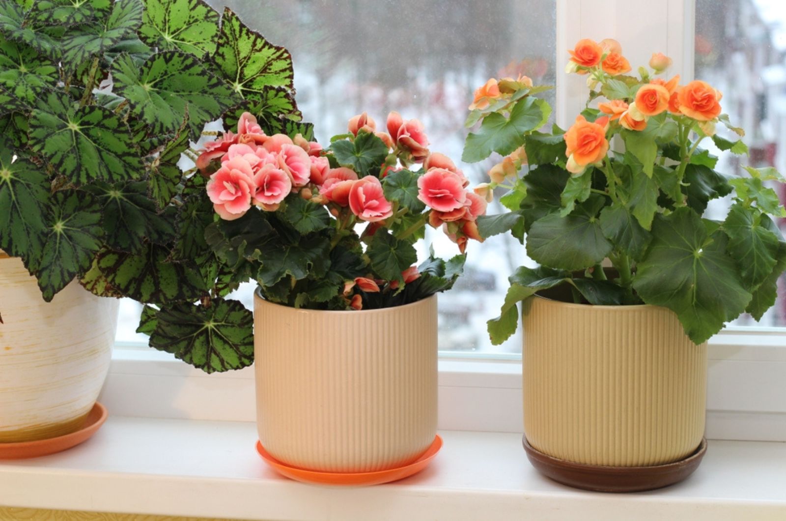 begonias in pots