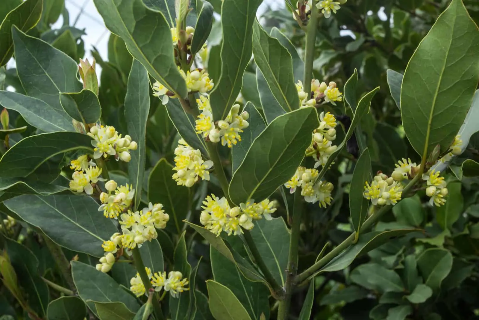 blossoms on the branches of laurel tree