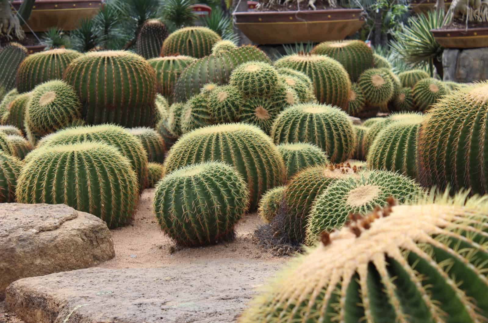 cactus in sand