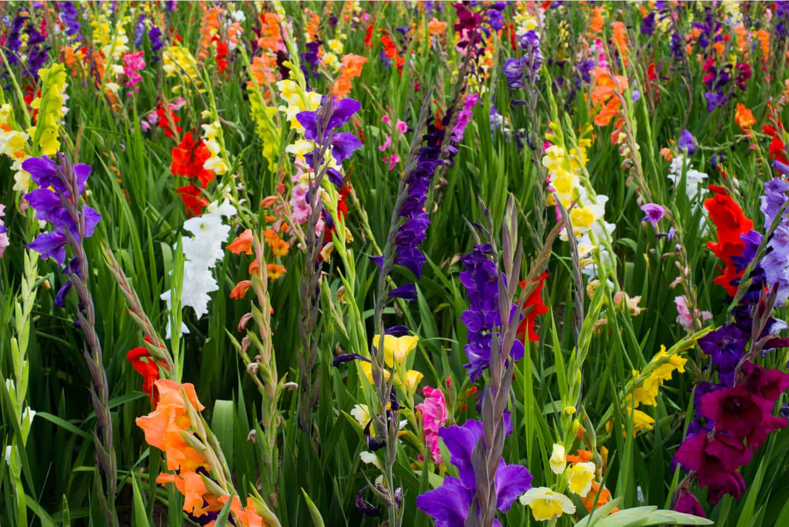 colorful summer gladiolus flowers in field