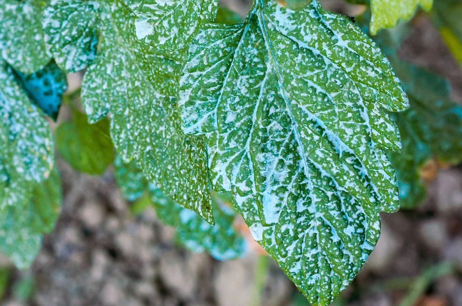 copper fungicide on leaf