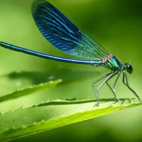 Dragonflies on a green leaf