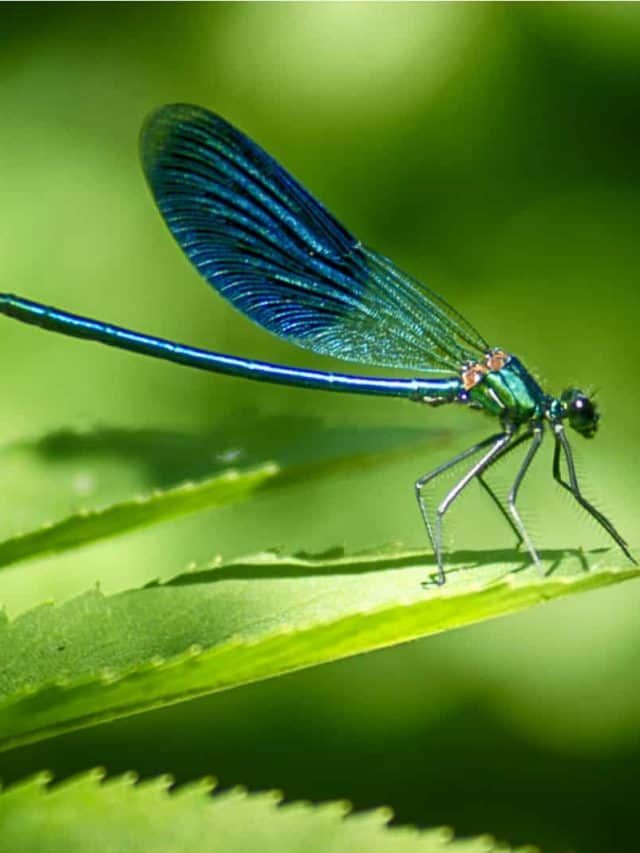 Do Dragonflies Pollinate? Everything You Need To Know Find Here