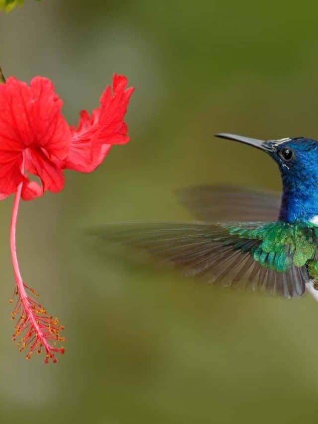 Do Hummingbirds Like Hibiscus?