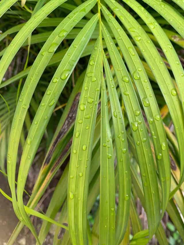 6-signs-of-an-overwatered-palm-tree-and-how-to-save-it-positivebloom