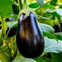 ripe eggplant