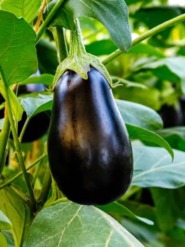 Read Here Useful Tips For Growing Eggplants