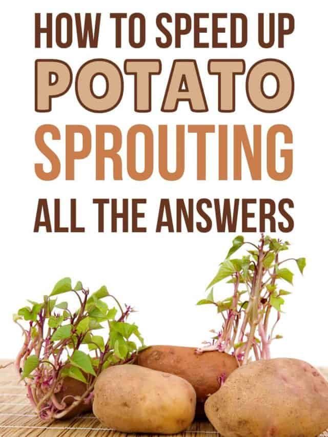 How To Make Potatoes Sprout Faster: All The Answers