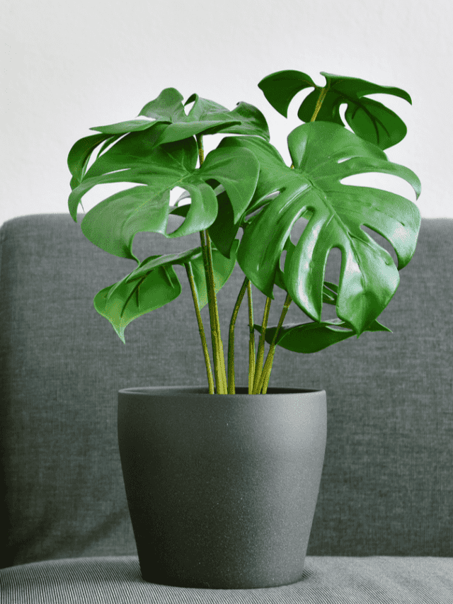 Rare Philodendron Species You’ll Love!