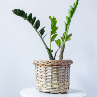 zz plant on a white table