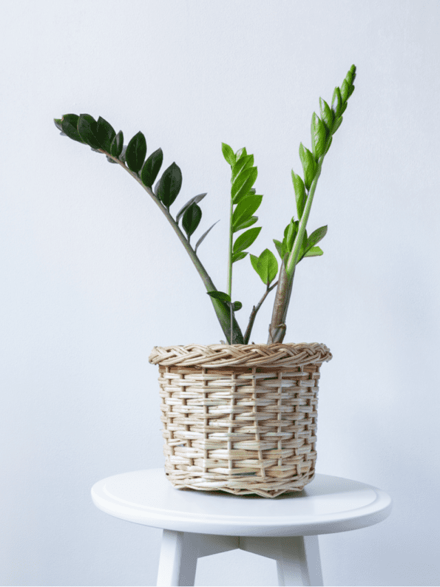 The Best And The Most Inspiring Indoor Plants Quotes