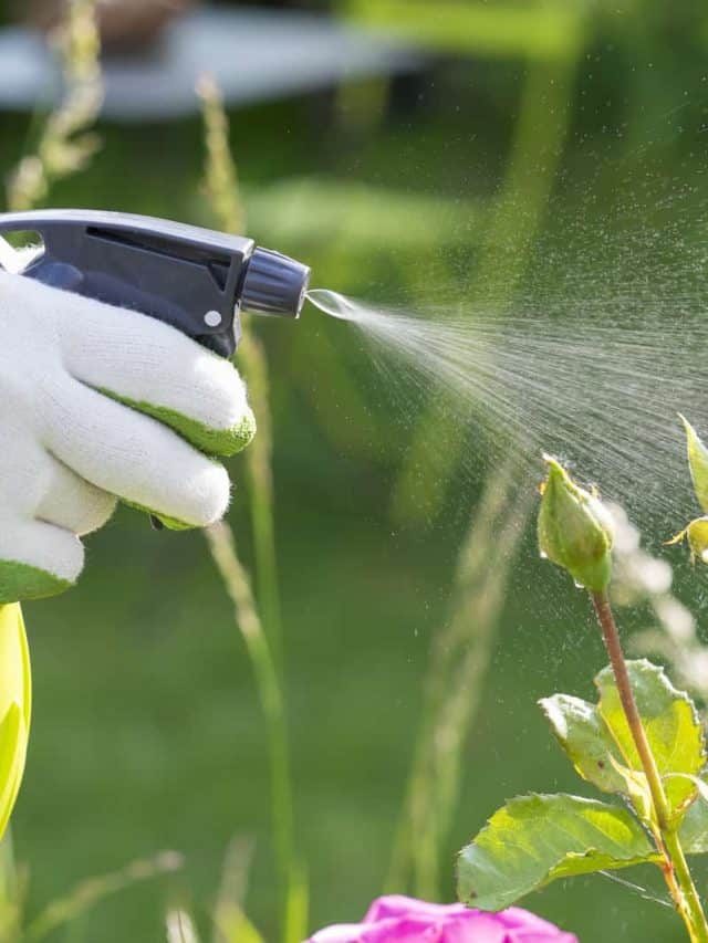 Best Ways to Take Control of Pests During Flowering