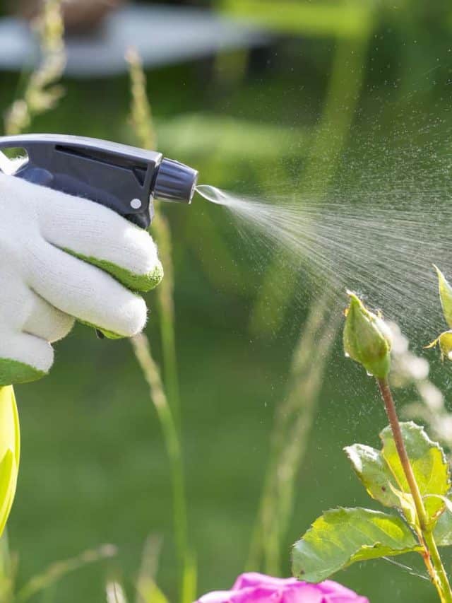 hand spraying on flowers