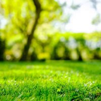 photo of a green lawn