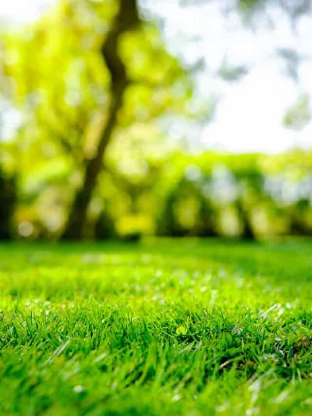 Is It True That Grass Grow At Night? Read Answers Here!