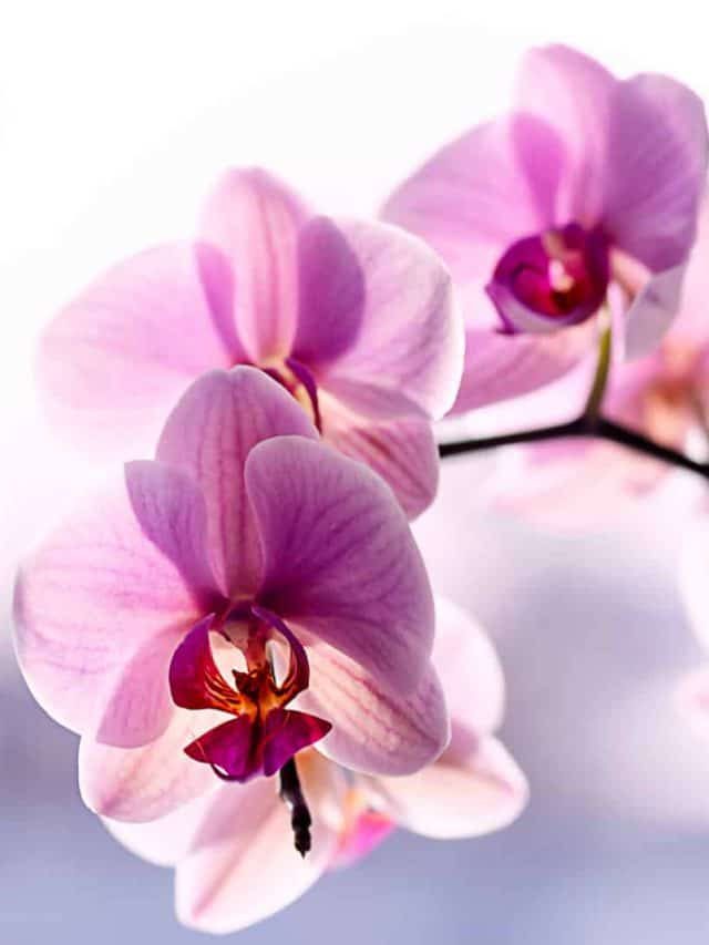 Orchid Dying?  Let’s discover the main reasons