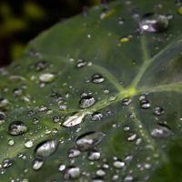 water droplets on an elephant ear plant