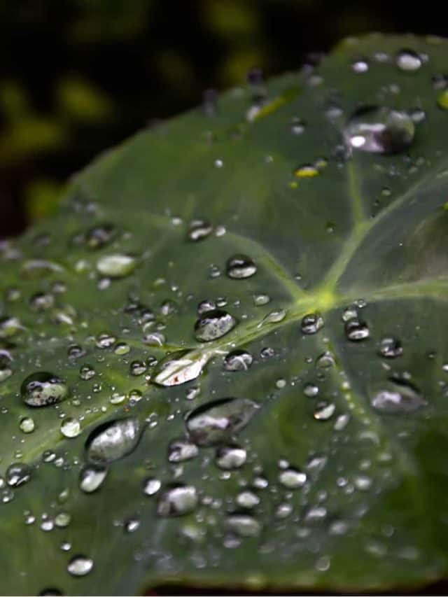 Best Types Of Water To Make Your Plants Happy!