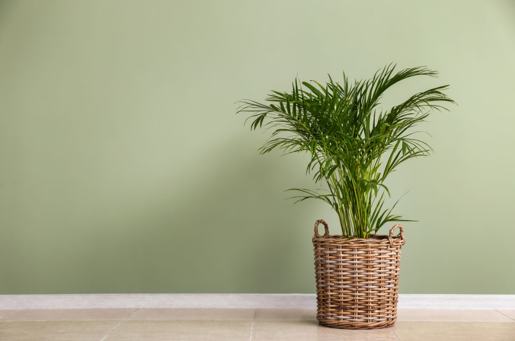 Parlor Palm vs Areca Palm: 4 Ways To Differentiate Them