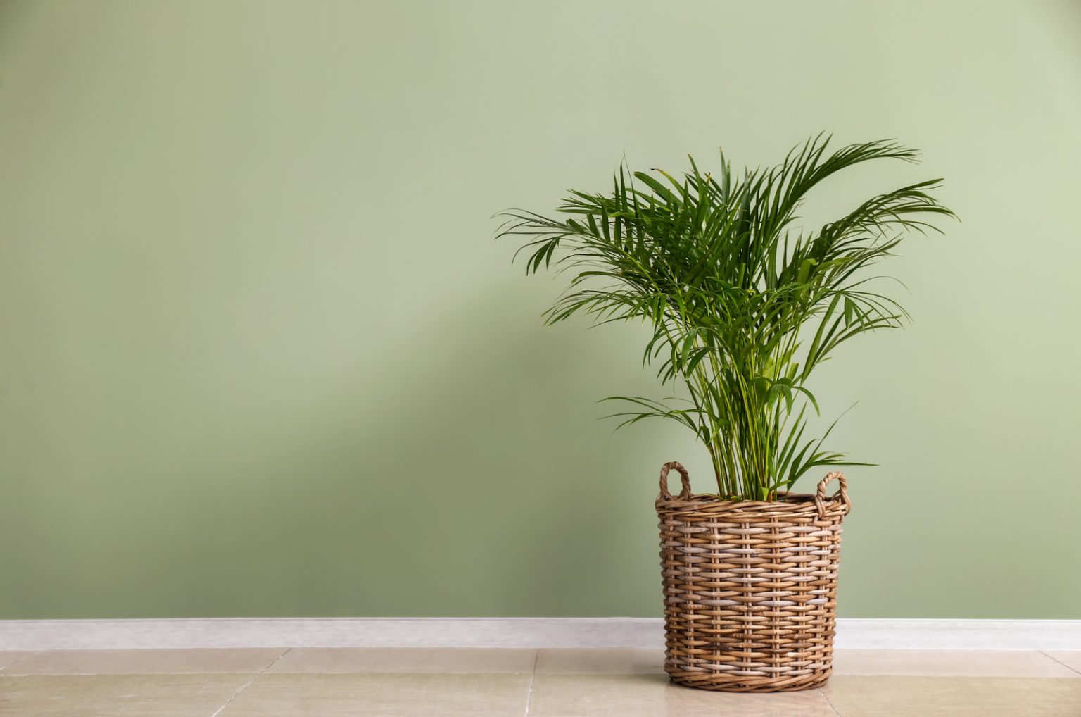 Parlor Palm vs Areca Palm 4 Ways To Differentiate Them