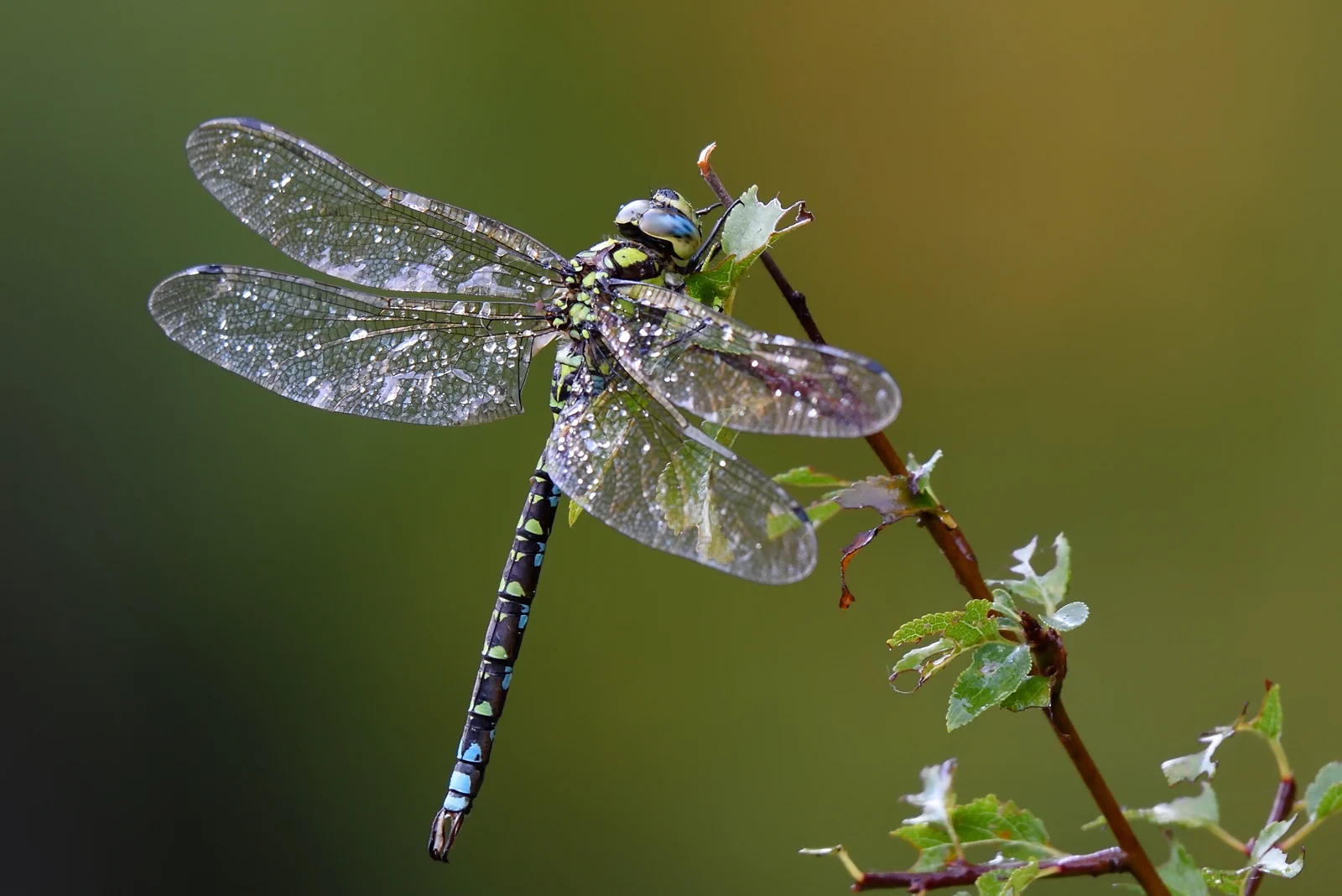 dragonfly outdoor on wet morning