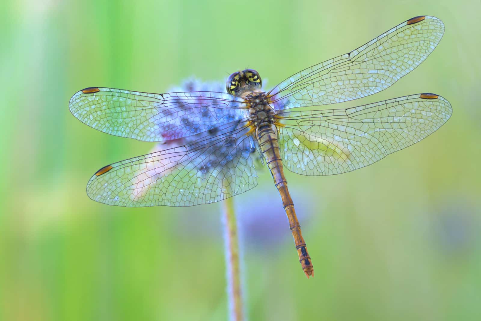 dragonfly sitting on a flower