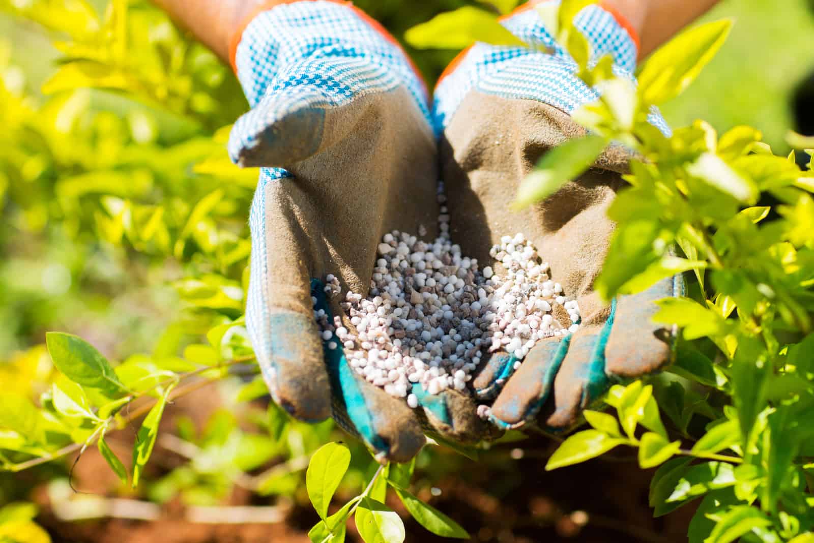 garden fertilizer on gardeners hand
