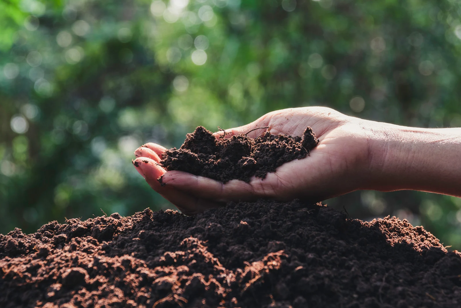 Sand For Gardening: How, When, And Why You Should Use It