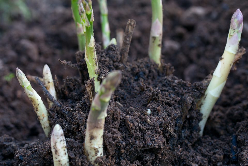 The 7 Stages Of Growing Asparagus All Your Questions Answered