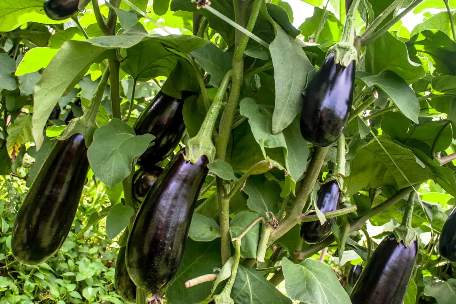 growing eggplants