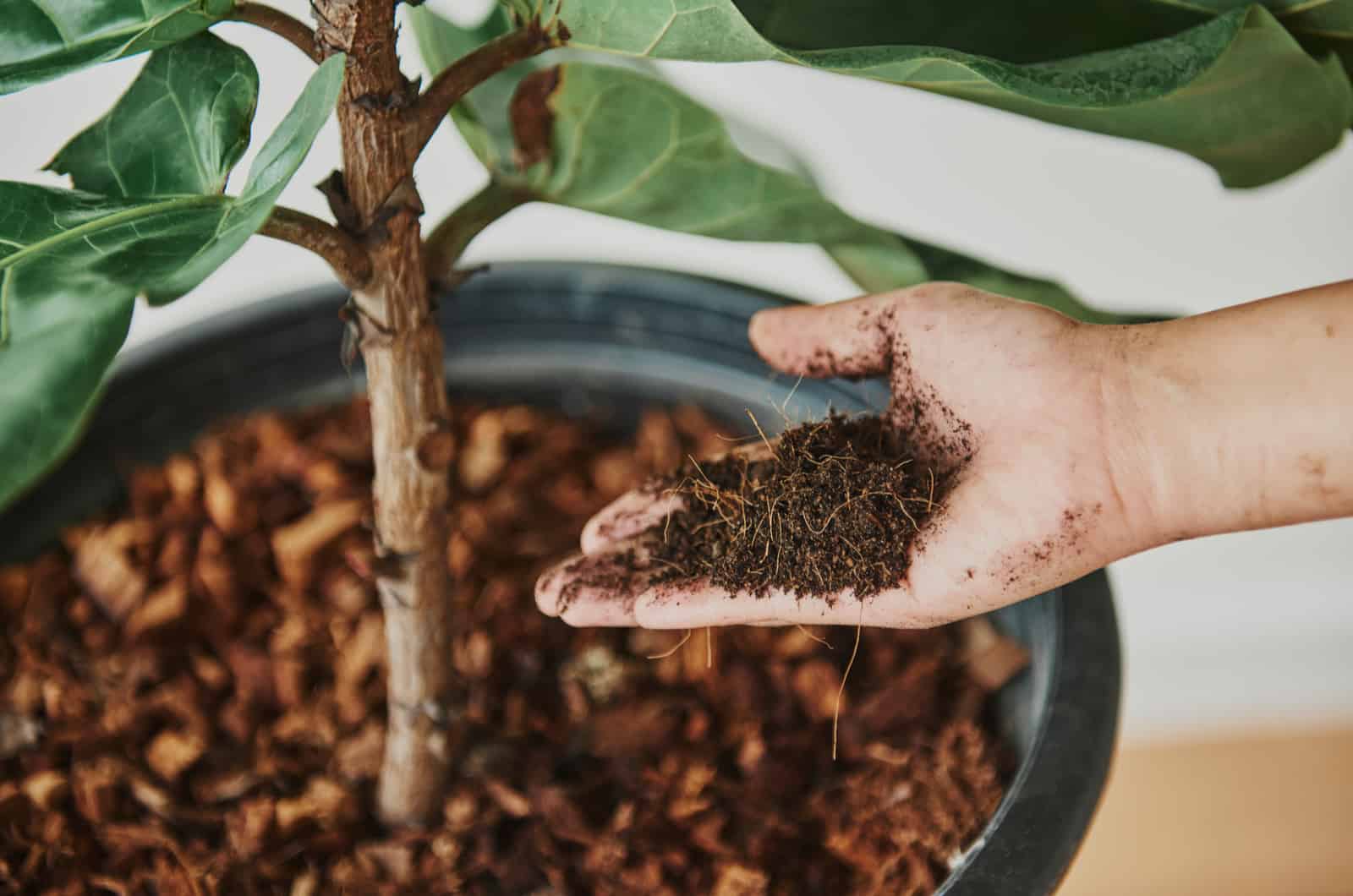 hand full of soil with plant in background
