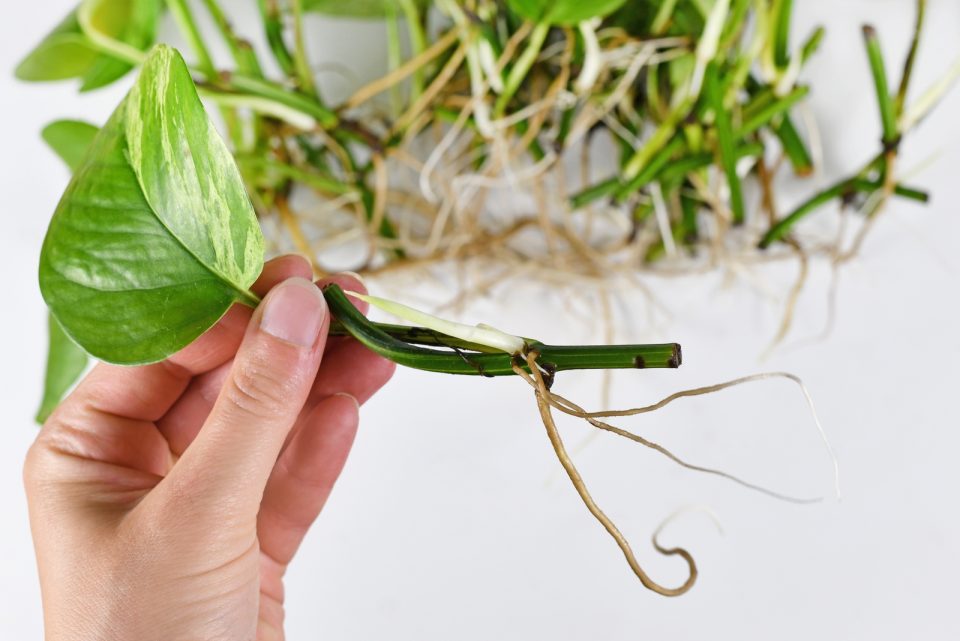 Pothos Aerial Roots: Why They Grow And What To Do