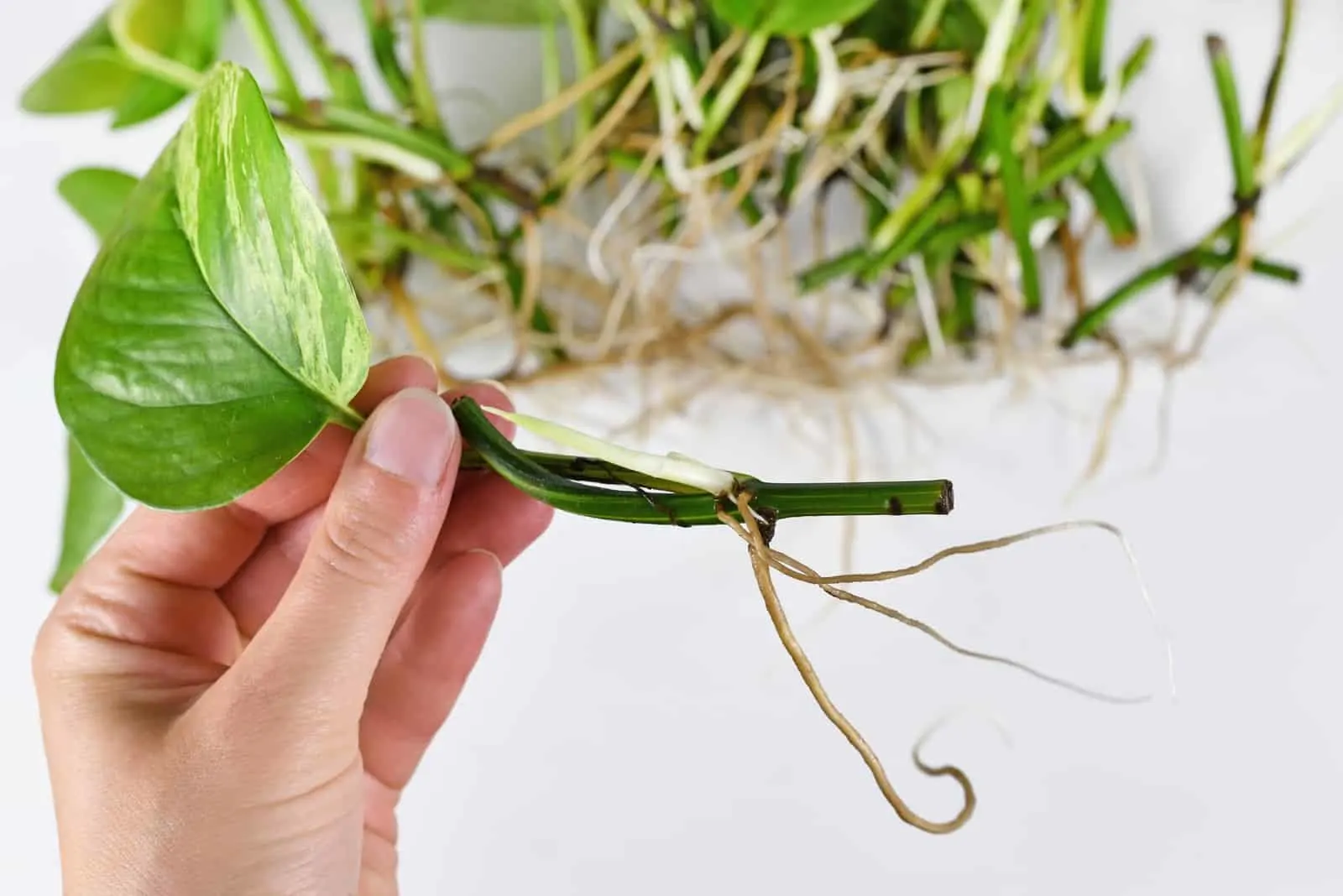 hand holding pothos with root
