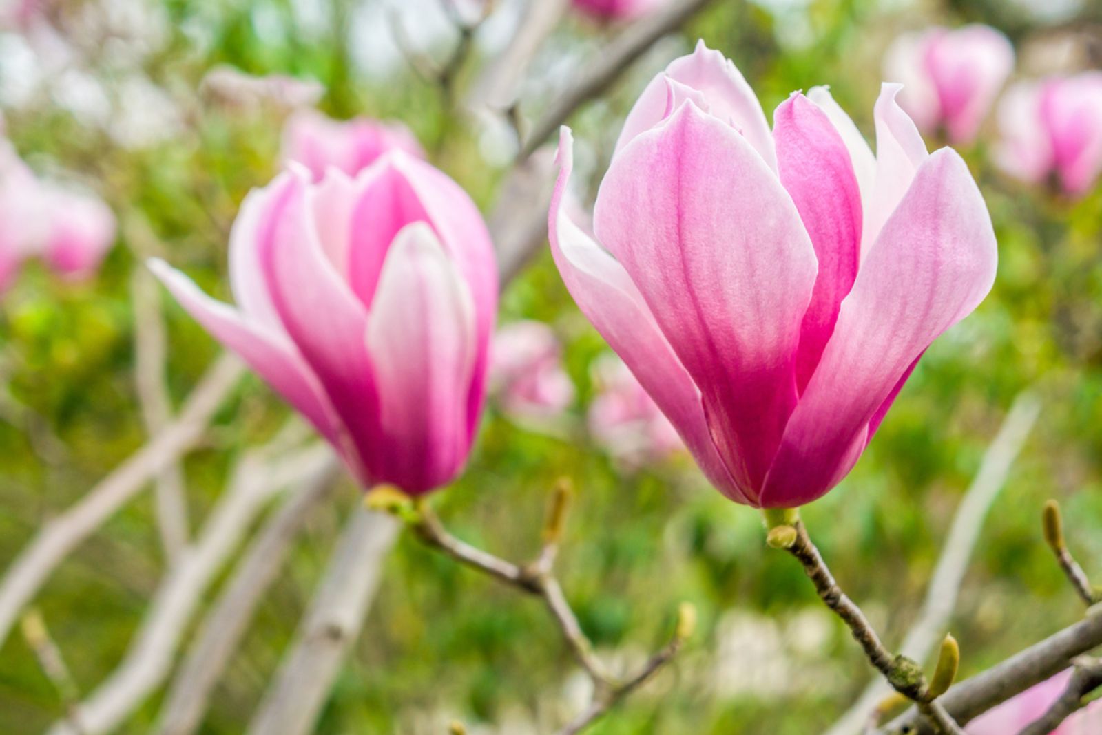 lily magnolia flowers