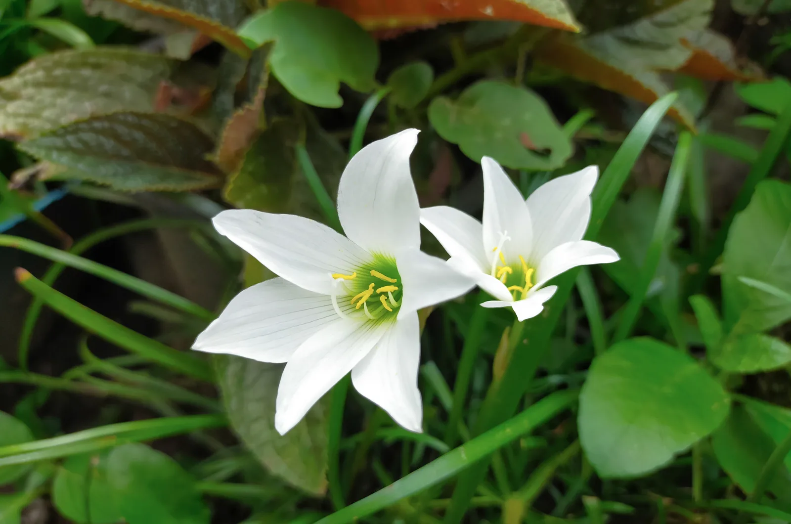 lotus white flower in the garden