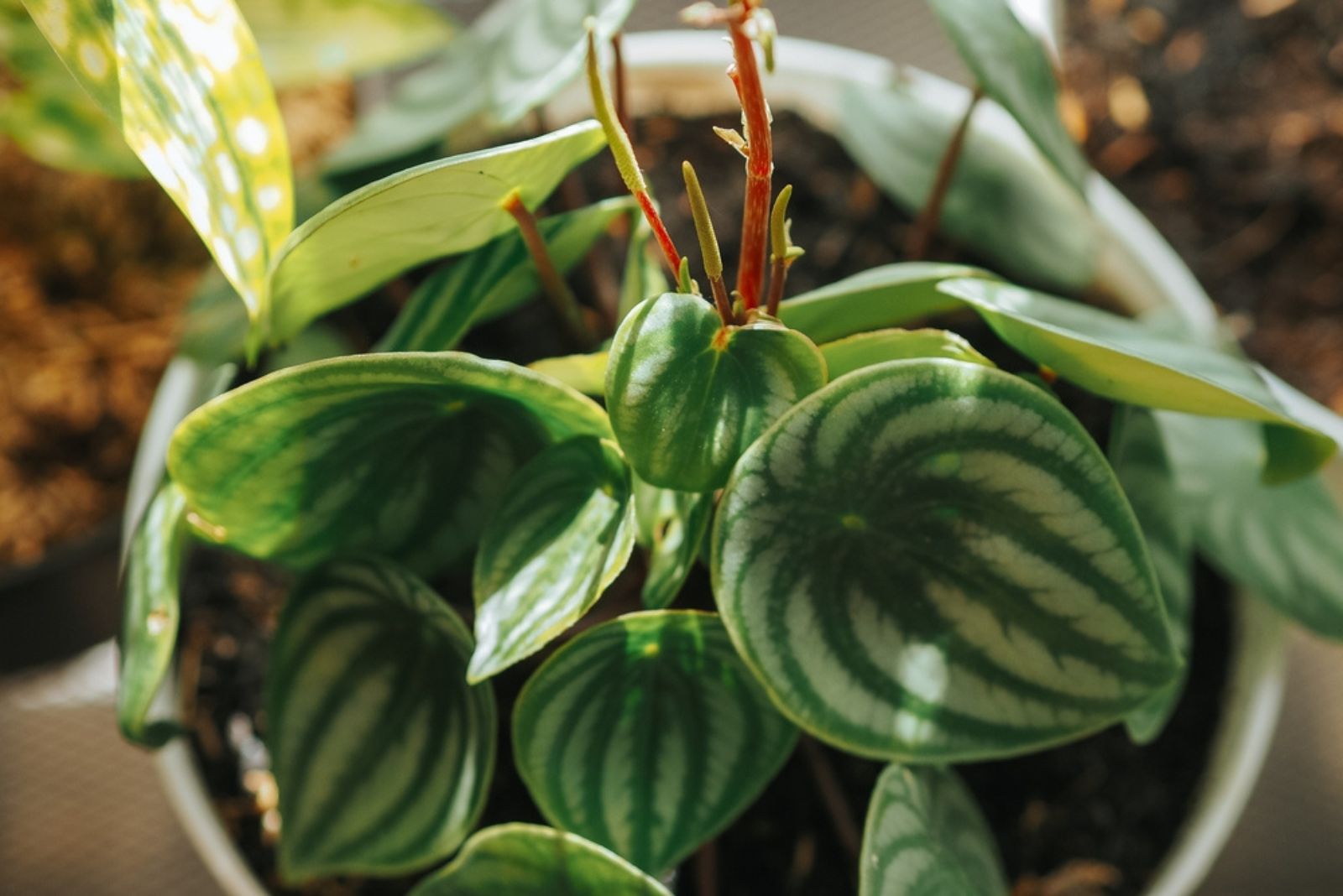 peperomia plant