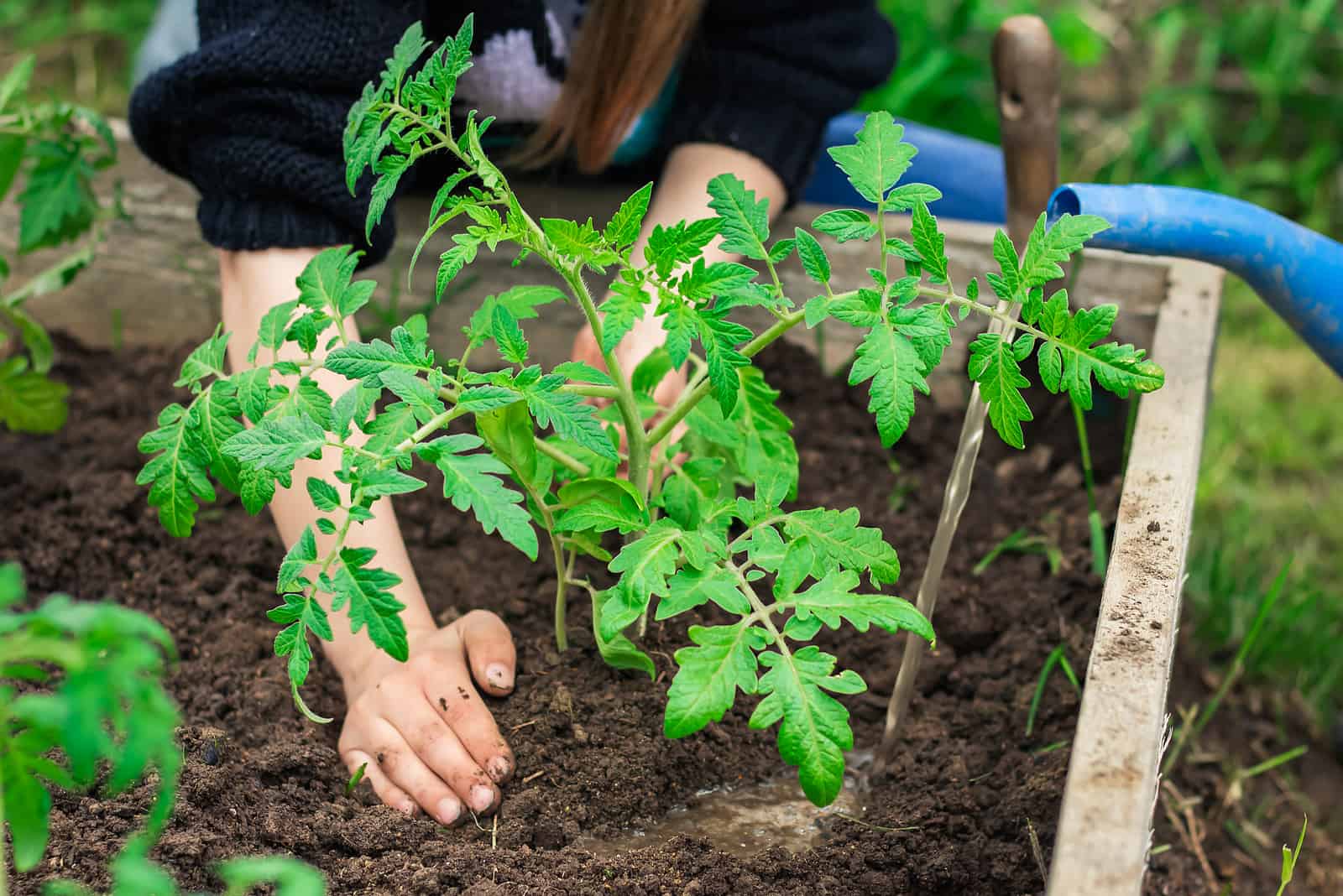 person planting tomato plant in ground
