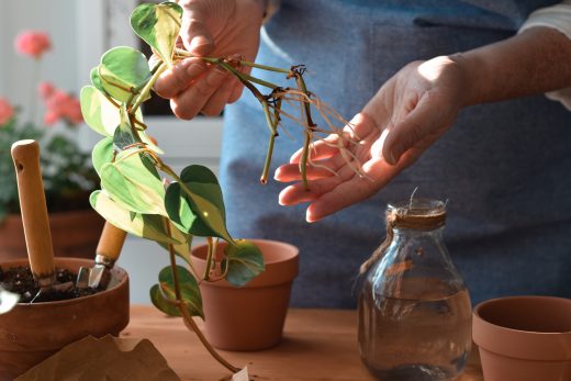 Pothos Aerial Roots: Why They Grow And What To Do