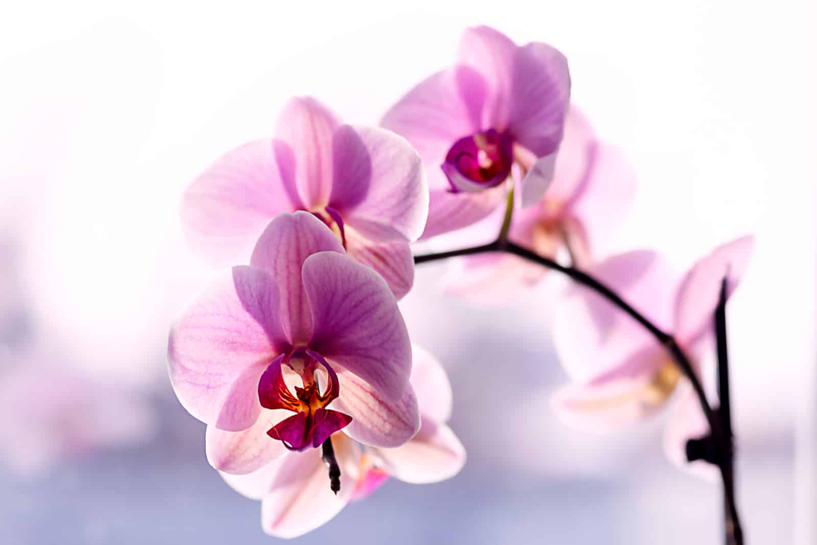purple orchid on the window