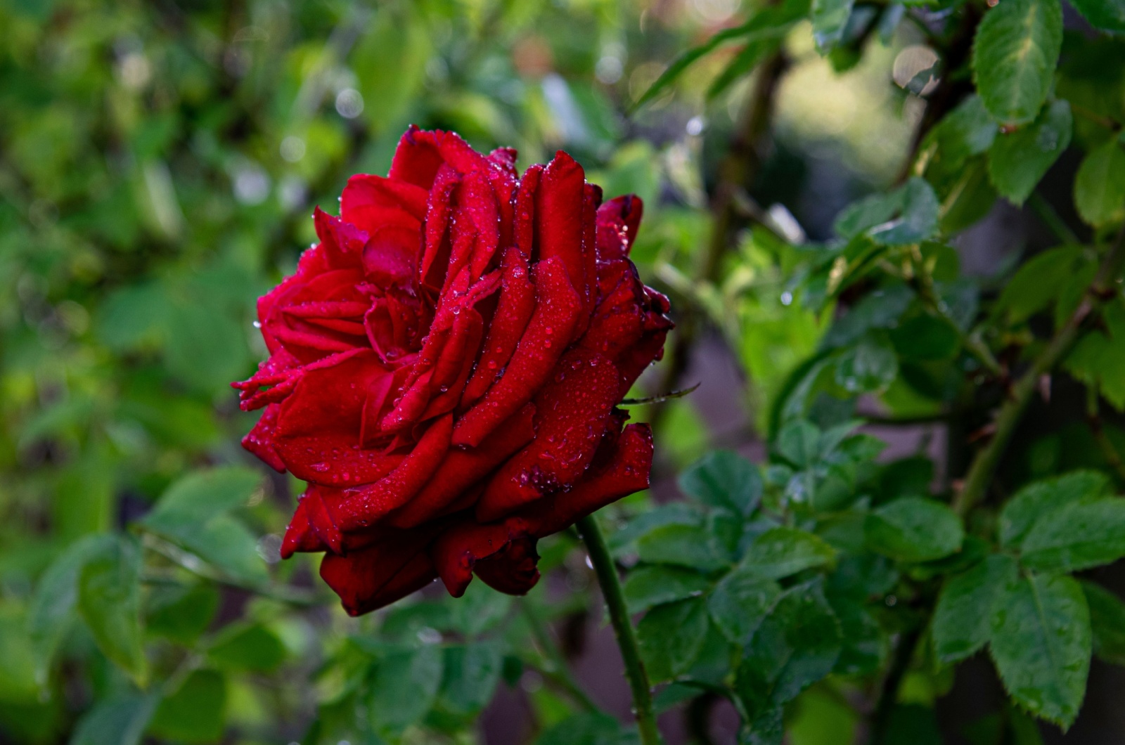 red super hero rose